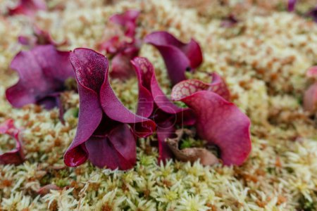Fleischfressende Schlauchpflanzen wachsen im Moos, die faszinierende Schönheit der Schlauchpflanzen Sarracenia purpurea eingebettet in ein Beet aus üppigem Phagnummoos.
