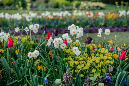 a diverse mix of spring flowers, including tulips, daffodils, and other seasonal flora, in a meticulously cared for flowerbed in Hyde Park