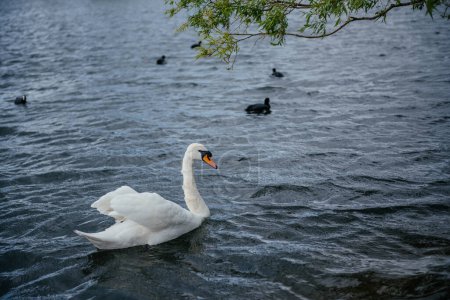 ein einsamer weißer Schwan, der elegant im ruhigen Wasser des Hyde Parks Lake schwimmt, umgeben von Enten