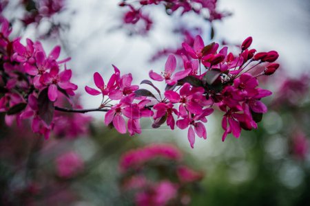 eine Nahaufnahme von leuchtend rosa Kirschblüten mit einem weichen, unscharfen Hintergrund, der die Schönheit der Blumen unterstreicht. Die magentafarbenen Blütenblätter sind farbenreich und zeigen die frische Blüte des Frühlings.