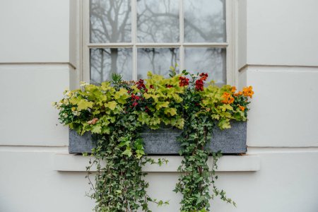 Dieser Fensterkasten bildet einen natürlichen Wandteppich gegen das klassische Fachwerk der Fenster, mit buntem Efeu, der sich über die Ränder ergießt und mit einer lebendigen Mischung aus roten, gelben und orangefarbenen Blumen verwoben ist.