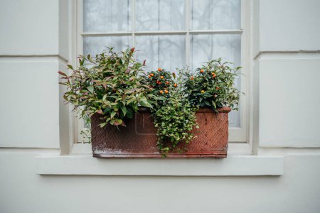 A rustic terracotta window box situated on a white window sill filled with an array of green plants featuring variegated leaves and vibrant orange berries