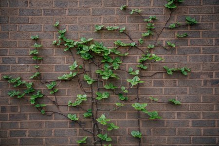 A natural scene of ivy vines climbing and spreading across a brown brick wall