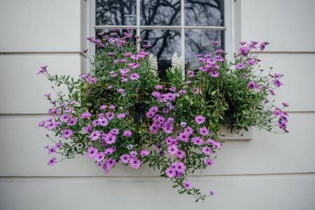 Ein bezaubernder Fensterkasten mit leuchtend violettem Osteospermum, gemeinhin als afrikanische Gänseblümchen bekannt, begleitet von zarten weißen Blüten, vor dem Hintergrund einer weißen Fassade eines Hauses