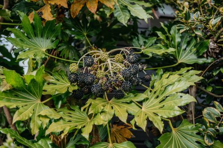 eine detaillierte Ansicht von Fatsia japonica, gemeinhin als Japanische Aralia bekannt, mit einer Traube reifer schwarzer Beeren, umgeben von den charakteristischen großen, glänzenden Blättern der Pflanzen