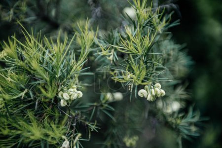 una vista de cerca de la Grevillea juniperina, un denso arbusto nativo de Australia, conocido por sus hojas similares a agujas y flores de color blanco cremoso