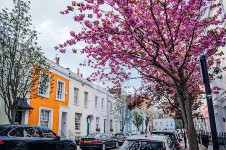Photo for The essence of spring in Notting Hill, London, with lush pink cherry blossoms blooming above the street - Royalty Free Image