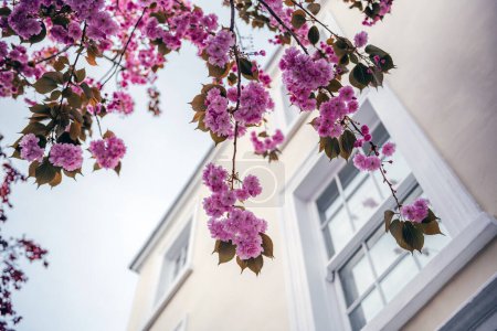 Téléchargez les photos : Une superbe exposition de fleurs de cerisier rose en pleine floraison, gracieusement voûtée par-dessus la fenêtre d'une maison de ville londonienne classique - en image libre de droit