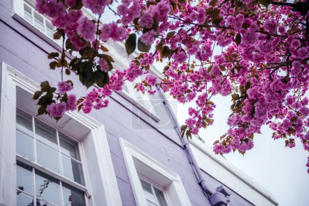 Der bezaubernde Blick auf flauschige rosa Kirschblüten ergänzt die einzigartigen Lavendeltöne eines Londoner Stadthauses