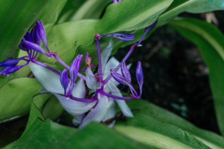 Vivid Purple Cochliostema Odoratissimum Gros plan, les fleurs violettes frappantes de la plante Cochliostema odoratissimum, connue pour ses fleurs parfumées