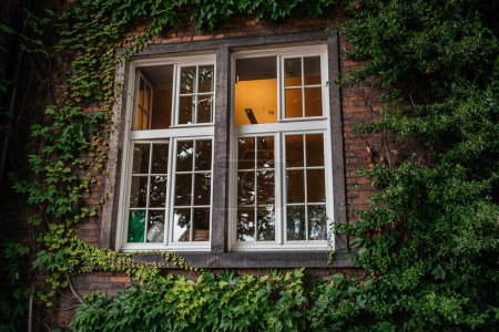 la beauté naturelle des feuilles de lierre vert grimpant sur l'extérieur en brique vieillie d'un bâtiment historique, obscurcissant partiellement une fenêtre blanche classique