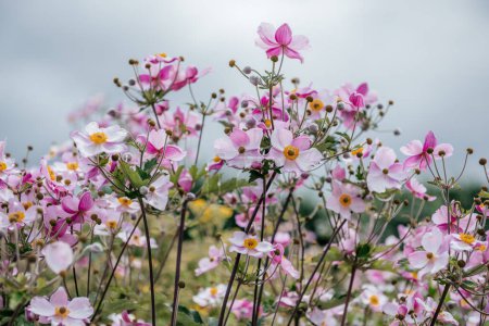 Panoramic image of a field of Japanese anemones, touched by the warm golden hues of sunlight.