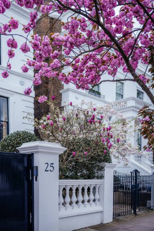 Pink cherry blossoms in full bloom, beautifully framing the facade of an elegant white townhouse