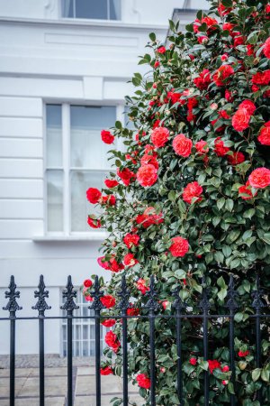 leuchtende rote Rosen in voller Blüte vor dem Hintergrund eines klassischen weißen Gebäudes in London