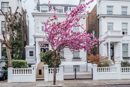 a vibrant pink cherry blossom tree in full bloom, set against the elegant backdrop of a traditional white townhouse in London