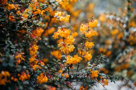 Téléchargez les photos : La beauté époustouflante de Berberis Darwinii, communément appelé Darwins Barberry, orné de fleurs jaunes vibrantes - en image libre de droit