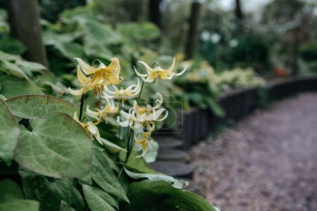 Téléchargez les photos : Le délicat California Fawn Lily Erythronium californicum avec ses fleurs jaunes uniques, sur fond de jardin - en image libre de droit