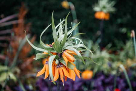 the Crown Imperial Fritillary Fritillaria imperialis, known for its distinctive orange flowers and crown-like arrangement atop a tall stem