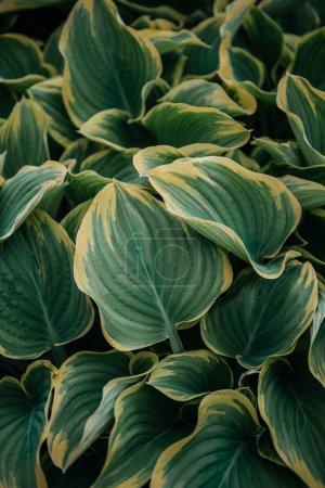 le détail époustouflant et la variation vibrante des couleurs des feuilles de Hosta, mettant en valeur une riche tapisserie de teintes vertes et jaunes