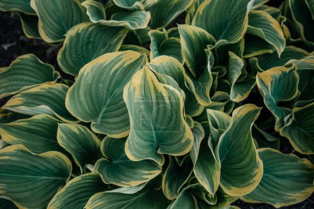 el impresionante detalle y la vibrante variación de color de las hojas de Hosta, mostrando un rico tapiz de tonos verdes y amarillos