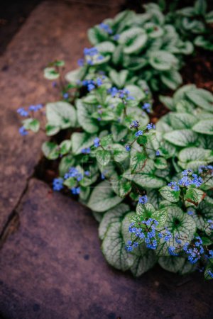 Primer plano de Brunnera Macrophylla Jack Frost con pequeñas flores azules que se asemejan a los olvidadizos, creciendo en un entorno de jardín