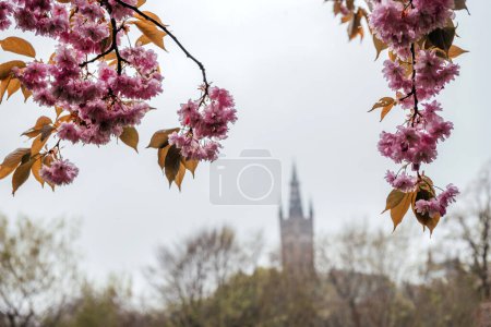Pink cherry blossoms in bloom at Kelvingrove Park with a blurred view of a spire in the background.