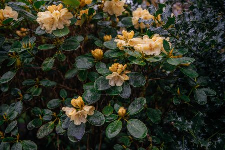 Yellow rhododendron flowers blooming on a lush green bush with dew-covered leaves
