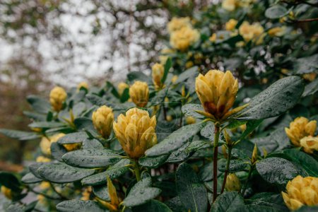 Close-up of yellow rhododendron buds on a lush green bush with dew-covered leaves