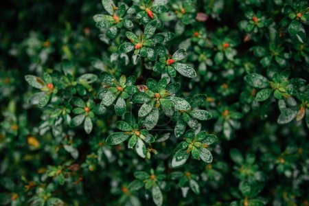 Téléchargez les photos : Gros plan d'un arbuste vert luxuriant avec de petits bourgeons rouges et des feuilles couvertes de rosée, mettant en valeur la fraîcheur naturelle - en image libre de droit
