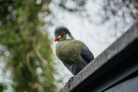 A colorful Turaco bird with a red beak and distinctive red eye ring is perched on a fence, showcasing its vibrant plumage