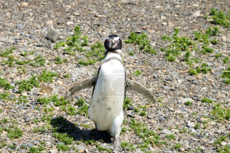 Photo for Magellanic penguin on Martillo island beach, Ushuaia. Tierra del Fuego national park. Chilean wildlife - Royalty Free Image