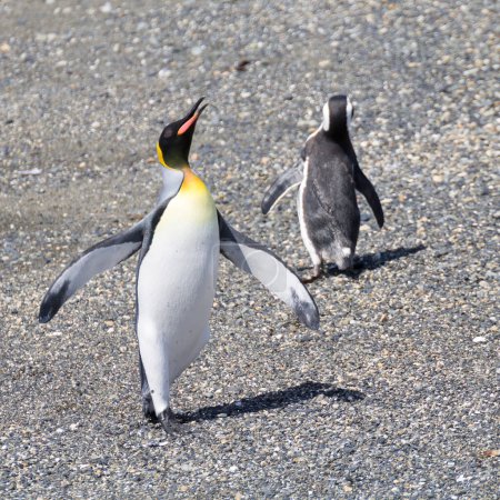 Téléchargez les photos : Pingouin roi sur la plage de l'île de Martillo, Ushuaia. Parc national de la Terre de Feu. Faune chilienne - en image libre de droit