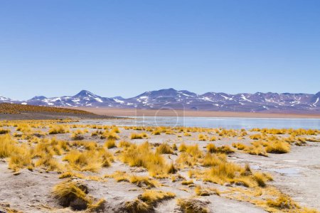 Téléchargez les photos : Paysage lagunaire bolivien, Aguas Termales de Polques, Bolivie. - en image libre de droit