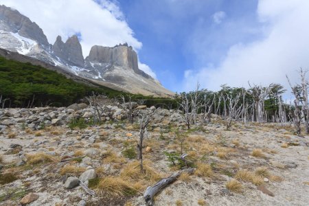 Téléchargez les photos : Bois brûlés dans la vallée française, parc national des Torres del Paine, Chili. Patagonie chilienne - en image libre de droit