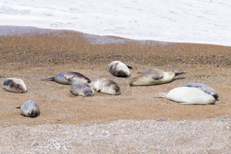 Photo for Elephant seals on Caleta Valdes beach, Patagonia, Argentina. Argentinian wildlife - Royalty Free Image