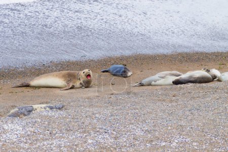 Téléchargez les photos : Phoques éléphants sur la plage de Caleta Valdes, Patagonie, Argentine. Faune argentine - en image libre de droit