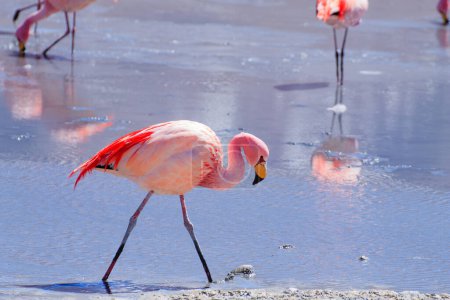 Laguna Hedionda flamingos, Bolivia.  Andean wildlife. Bolivian lagoon