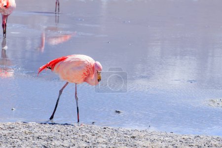 Laguna Hedionda flamingos, Bolivie. Faune andine. Lagune bolivienne