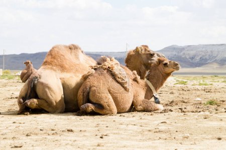 Camel breeding at Senek town, Mangystau, Kazakhstan. Animal background