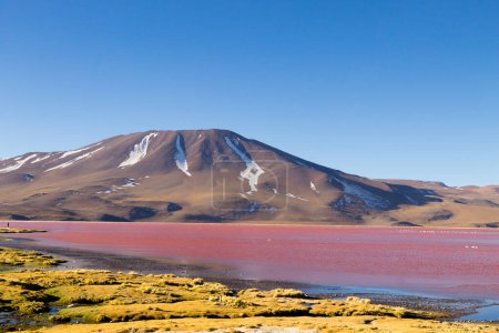 Laguna Colorada paisaje, Bolivia. Hermoso panorama boliviano. Laguna de agua roja