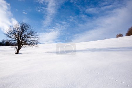 Téléchargez les photos : Paysage hivernal avec un arbre isolé sur un ciel bleu - en image libre de droit