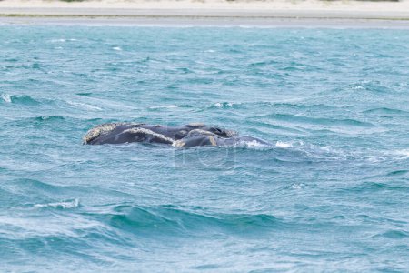 Observation des baleines depuis la péninsule de Valdes, Argentine. Baleine dans l'eau. Faune