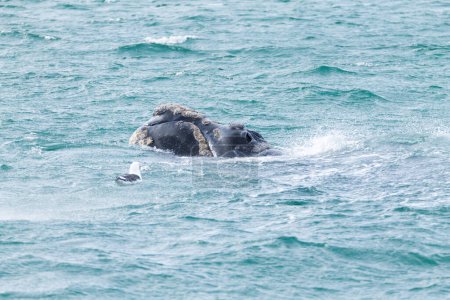 Whale watching from Valdes Peninsula,Argentina. Whale in water. Wildlife