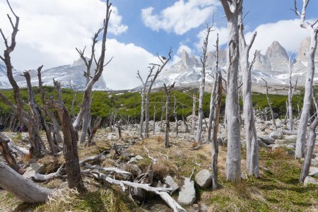 Burned woodland on French Valley, Torres del Paine National Park, Chile. Chilean Patagonia