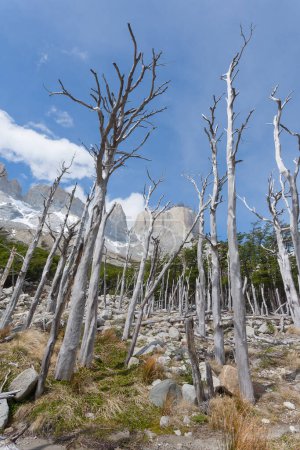 Téléchargez les photos : Bois brûlés dans la vallée française, parc national des Torres del Paine, Chili. Patagonie chilienne - en image libre de droit