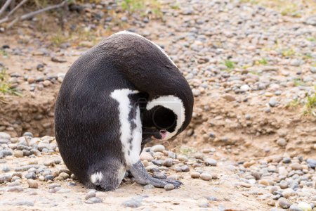 Téléchargez les photos : Pingouin de Magellan en gros plan. Punta Tombo colonie de pingouins, Patagonie, Argentine - en image libre de droit