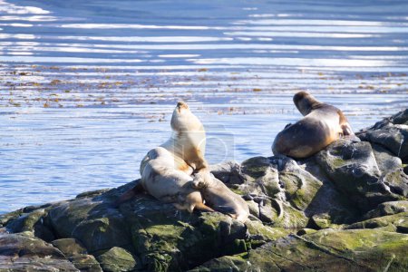 Colonia de lobos marinos sudamericanos en el canal Beagle, Argentina. Sellos en la naturaleza. Ushuaia