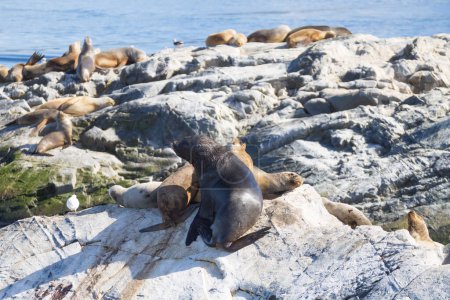 Colonia de lobos marinos sudamericanos en el canal Beagle, Argentina. Sellos en la naturaleza. Ushuaia
