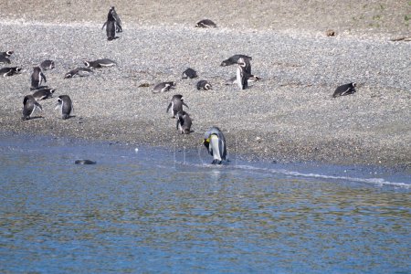 Photo for King penguin on Martillo island beach, Ushuaia. Tierra del Fuego national park. Chilean wildlife - Royalty Free Image