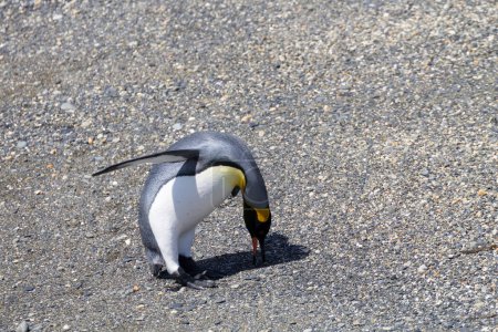 Photo for King penguin on Martillo island beach, Ushuaia. Tierra del Fuego national park. Chilean wildlife - Royalty Free Image